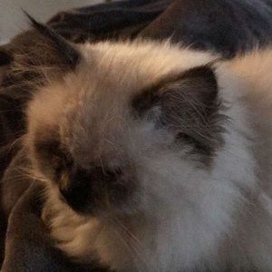 Meet your Posher, Ainsley